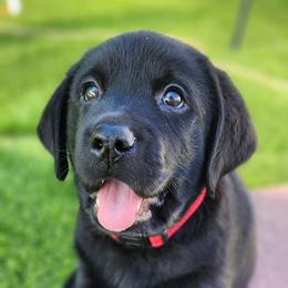 Labrador Retriever Puppies from Steele Caliber Retrievers