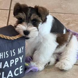 Bali - Parti female Miniature Schnauzer puppy in Florida from Central Florida Schnauzers