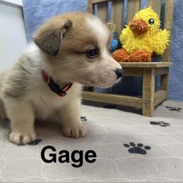 Gage - Sable male Pembroke Welsh Corgi puppy in Apison, Tennessee from Ashmore Corgis