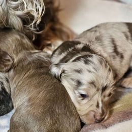Girl 2 - Dapple Dachshund puppy in Ethel, Washington from Mickey's Miracle Doxies
