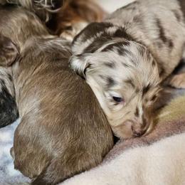 Girl 2 - Dapple Dachshund puppy in Ethel, Washington from Mickey's Miracle Doxies