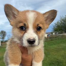 Denver - Red male Pembroke Welsh Corgi puppy in Delton, Michigan from CorGizmo