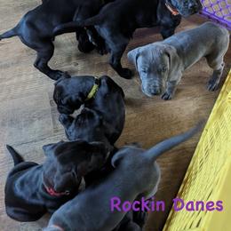 Male - Black male Great Dane puppy in North Branford, Connecticut from Rockin' Danes