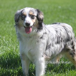 Penny - Toy Australian Shepherd