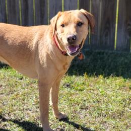 Labrador Retrievers from Blue Creek Labradors