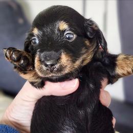 Cosmo - Black and tan female Dachshund puppy in De Land, Florida from Double Aces Doxies