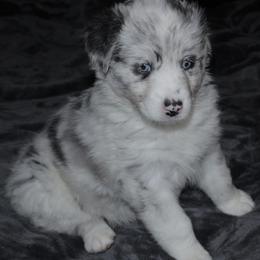 Elsa - Blue merle female Australian Shepherd puppy in Jeddo, Michigan from Blue Water Aussies