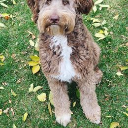 Aussiedoodle All Grown Up from Silver Creek Aussiedoodles