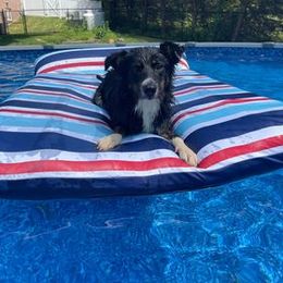 Border Collie All Grown Up from Wayward Sun Border Collies