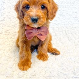 Goldendoodle and Poodle Puppies from Mustanghills Doodles and Poodles