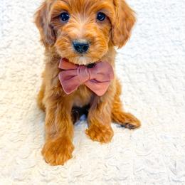 Goldendoodle and Poodle Puppies from Mustanghills Doodles and Poodles