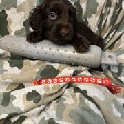 Flip - Chocolate Boykin Spaniel puppy in Van Buren, Arkansas from Arklahoma Boykins