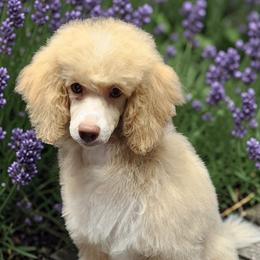 Cortland - Cream female Poodle puppy in Mancelona, Michigan from Lavender poodles & doodles