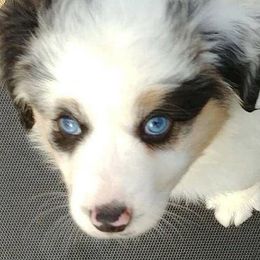 Miniature American Shepherds from Down Home Miniature American Shepherds