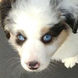 Miniature American Shepherds from Down Home Miniature American Shepherds