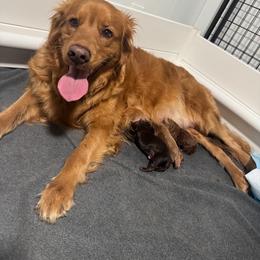 Breanna - Red  female Goldendoodle puppy in Washougal, Washington from Sandy Creek Bernedoodles