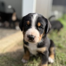 Maroon girl - Black, white and red female Greater Swiss Mountain Dog puppy in Woodland, Washington from Woodland Swissie’s
