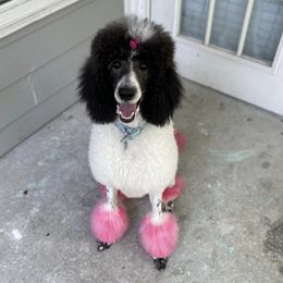 Poodles from Creek Side Kennels