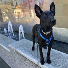 Luxe - Black brindle female Dutch Shepherd puppy in Fayetteville, North Carolina from Iron Sight K9s