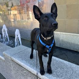Luxe - Black brindle female Dutch Shepherd puppy in Fayetteville, North Carolina from Iron Sight K9s