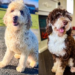 Sarah - Bernedoodle