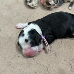 Oreo - Tri-color female Bernedoodle puppy in El Campo, Texas from Little Fur Friends Bernedoodles