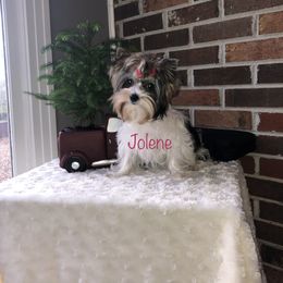 Yorkshire Terrier Puppies from Mountain Magic Yorkies