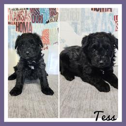 Tess - Black female Schnoodle puppy in Lebanon, Missouri from Cedar Glades Canines