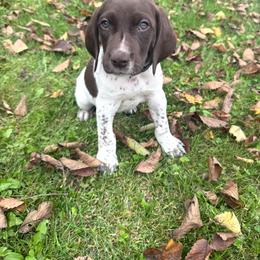 Knox - White and liver male German Shorthaired Pointer puppy in Spring Valley, Wisconsin from Filipiak Breeders
