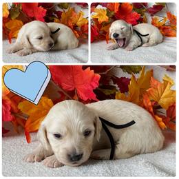 George - Cream male Dachshund puppy in Bartow, Florida from Buck Fifty Ranch doxies
