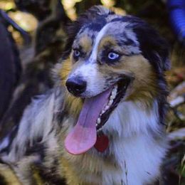 Australian Shepherds from Jess's Aussies