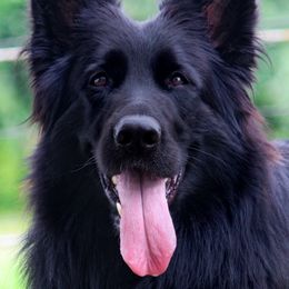 Danny - German Shepherd
