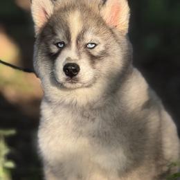 Pomsky and Siberian Husky Puppies from A-Dream Pomsky Kennel
