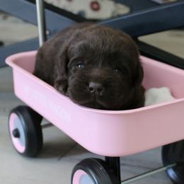 Labrador Retriever Puppies from Prebleridge Acres
