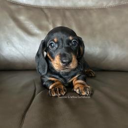 Girl 3 - Black and tan female Dachshund puppy in Elizabethtown, Kentucky from Lavender and Willow Dachshunds
