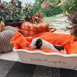 Smokey - Brown and white male Aussiedoodle puppy in Tryon, North Carolina from Melrose Mountain Farm