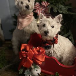West Highland White Terrier Puppies from Bountiful Westies of West Michigan