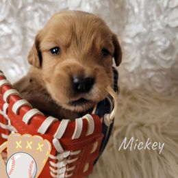 Mickey - Golden female Golden Retriever puppy in Greensburg, Kentucky from Southern Springs Goldens