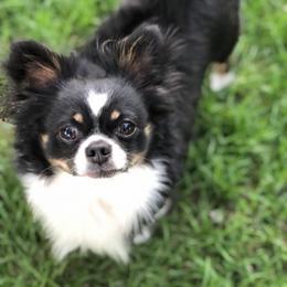 Chihuahua Puppies from So Sweet Chihuahuas