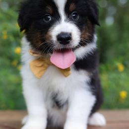 Doc - Black tri-color male Australian Shepherd puppy in Georgetown, Texas from River Reign Australian Shepherds