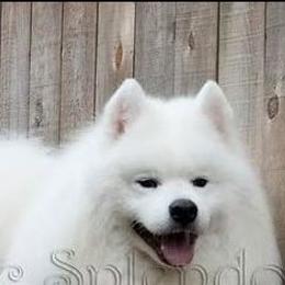 Ksantos - Samoyed