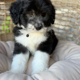 Chocolate Chip Cookie - Black tri-color female Aussiedoodle puppy in Grinnell, Iowa from Rural Iowa Aussies & Doodles