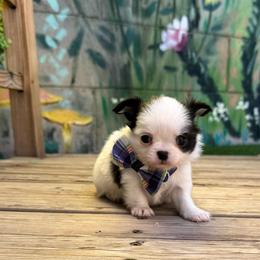 Onyx - Black and white male Chihuahua puppy in Mesa, Arizona from Arizona Dream Chihuahuas