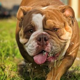 Chanel - Bulldog