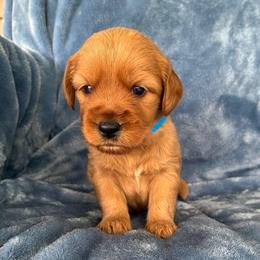 Rudy - Apricot male Goldendoodle puppy in Lowville, New York from Adirondack Labradoodles