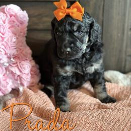 Prada - Phantom female Poodle puppy in Independence, Kansas from Malone Standard Poodles
