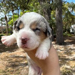 Nova - Blue merle and white female Cardigan Welsh Corgi puppy in Wekiwa Springs, Florida from It is Corgiland