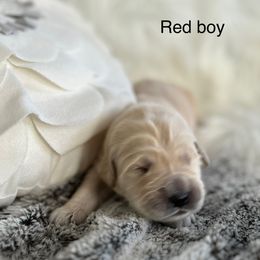 Boy 1 - Light golden male Golden Retriever puppy in Morris, Connecticut from Sterling Goldens