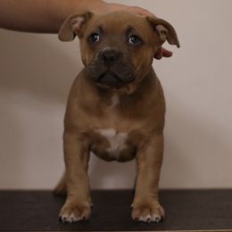 American Bully Puppies from Black Coal Bullies