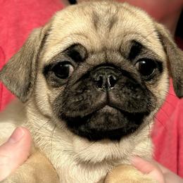 Cindy (price reduced) - Fawn female Pug puppy in Morgantown, West Virginia from Groovy Pugs